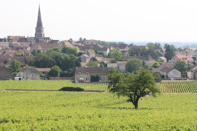 Meursault Vineyards and Village
